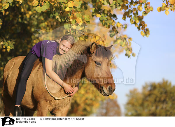 Islnder / Icelandic horse / PM-08366