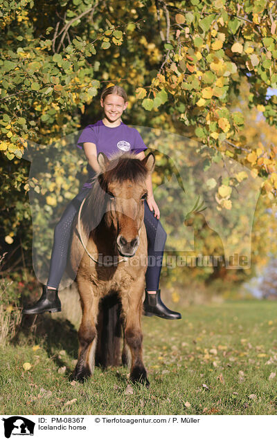 Islnder / Icelandic horse / PM-08367