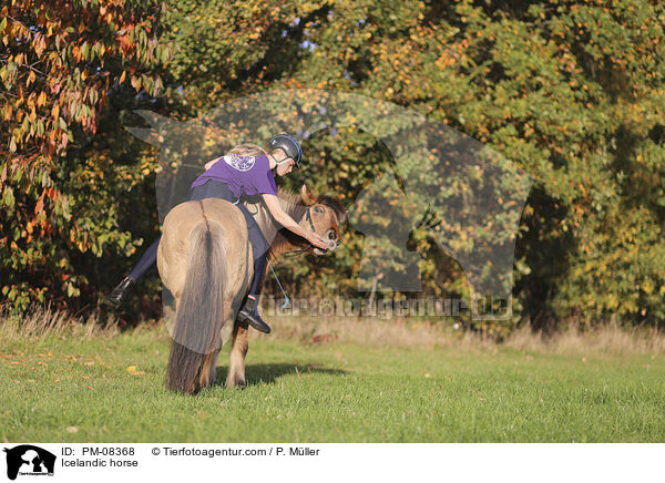 Icelandic horse / PM-08368