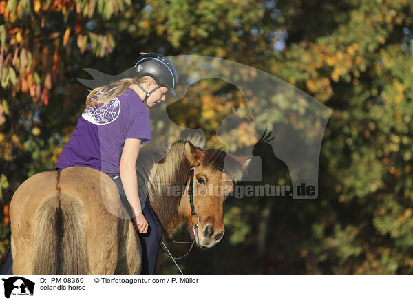 Islnder / Icelandic horse / PM-08369