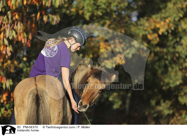 Islnder / Icelandic horse / PM-08370