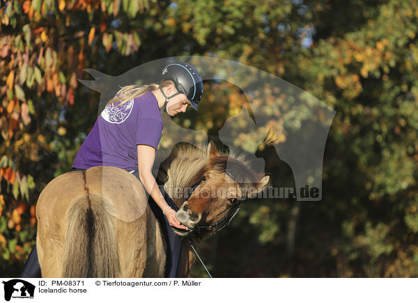 Islnder / Icelandic horse / PM-08371