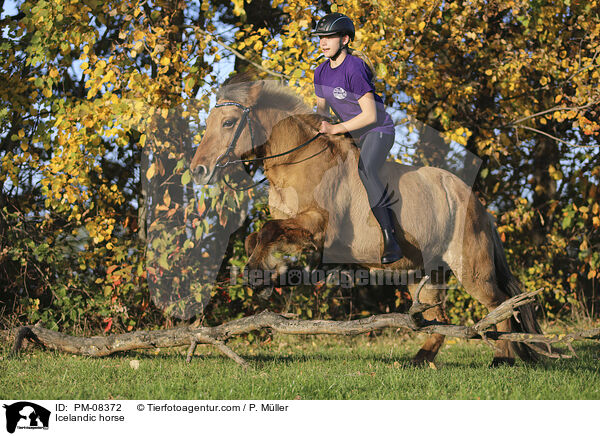 Islnder / Icelandic horse / PM-08372