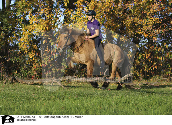 Islnder / Icelandic horse / PM-08373