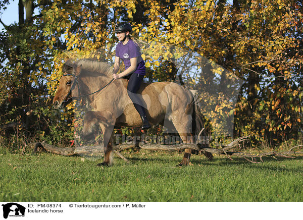 Islnder / Icelandic horse / PM-08374