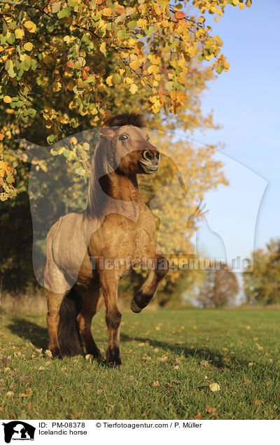 Islnder / Icelandic horse / PM-08378