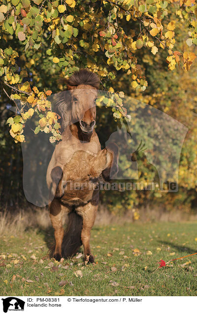 Islnder / Icelandic horse / PM-08381