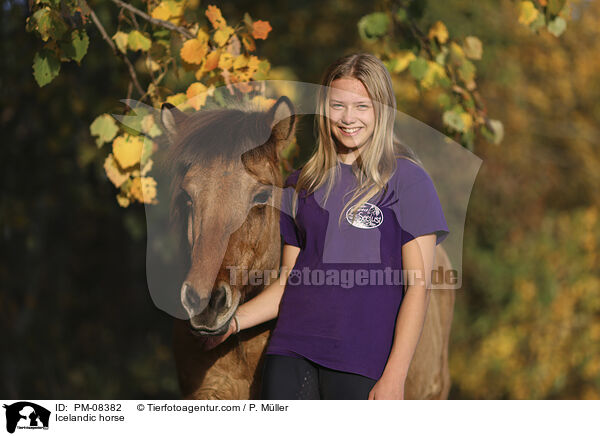 Islnder / Icelandic horse / PM-08382