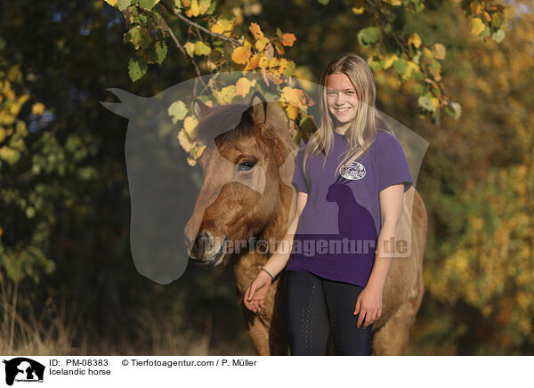 Islnder / Icelandic horse / PM-08383