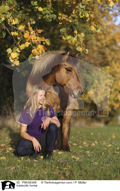 Islnder / Icelandic horse / PM-08386