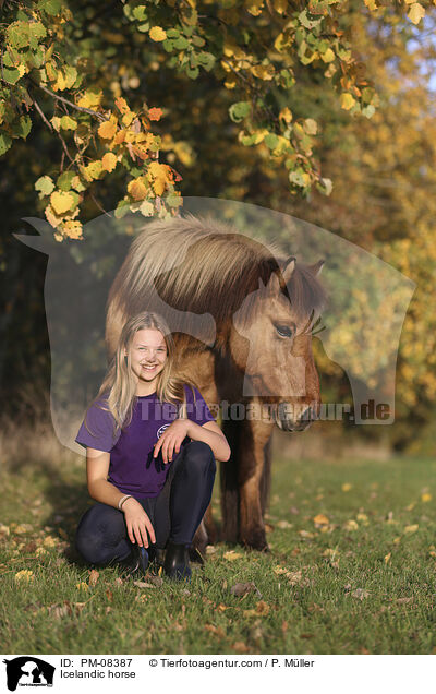 Islnder / Icelandic horse / PM-08387