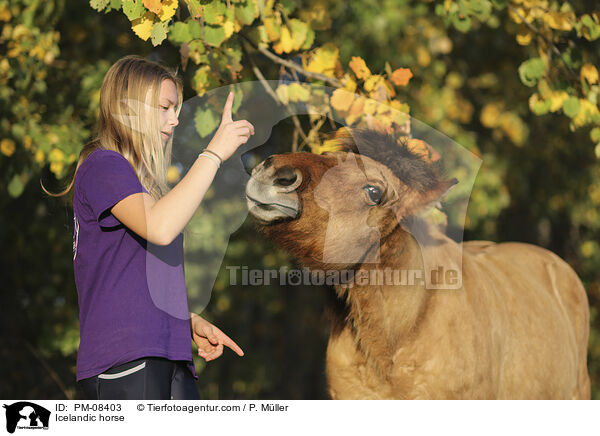 Islnder / Icelandic horse / PM-08403