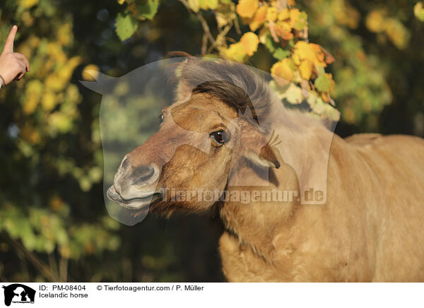 Islnder / Icelandic horse / PM-08404