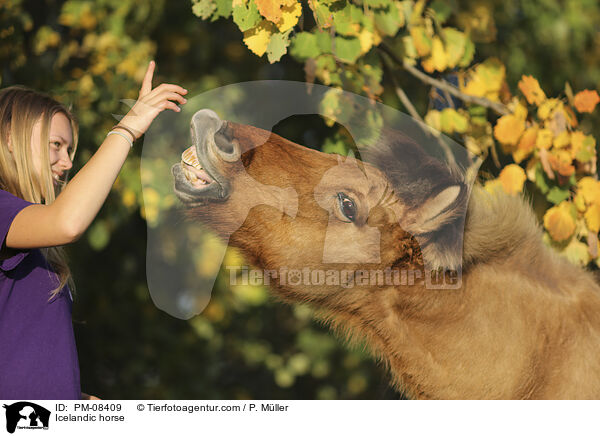 Islnder / Icelandic horse / PM-08409