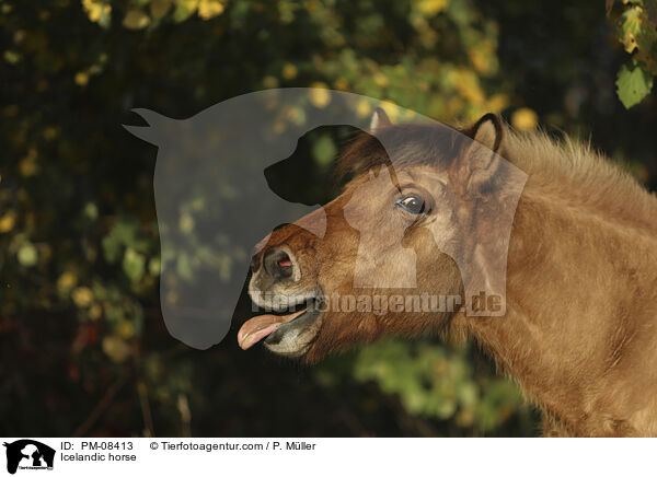 Islnder / Icelandic horse / PM-08413