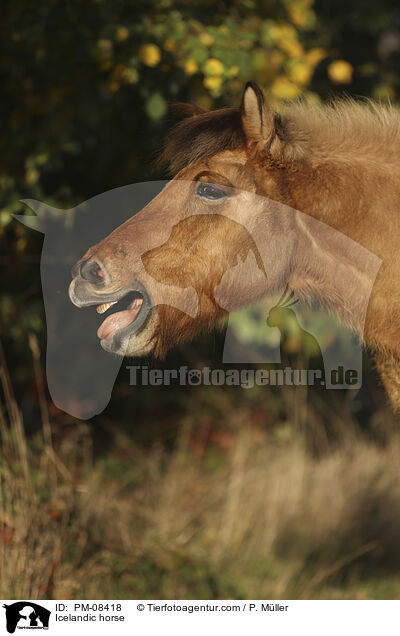 Islnder / Icelandic horse / PM-08418