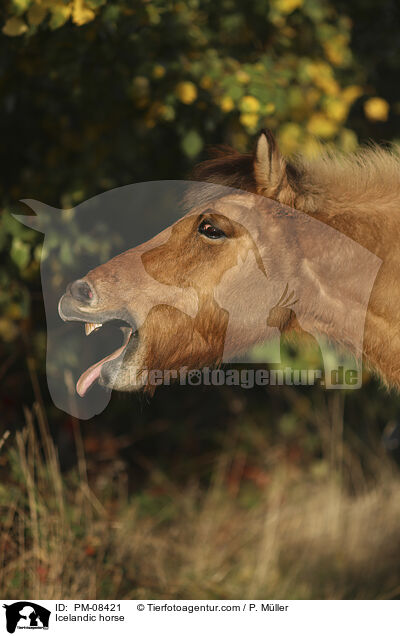 Islnder / Icelandic horse / PM-08421