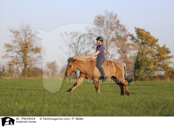 Islnder / Icelandic horse / PM-08424