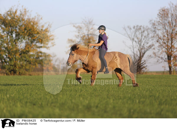 Islnder / Icelandic horse / PM-08425