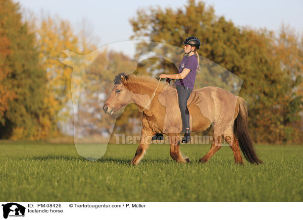 Islnder / Icelandic horse / PM-08426