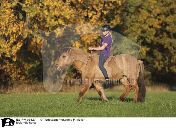 Islnder / Icelandic horse / PM-08427