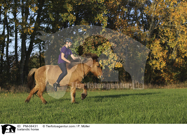 Islnder / Icelandic horse / PM-08431