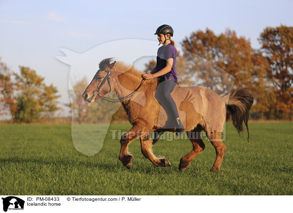 Islnder / Icelandic horse / PM-08433