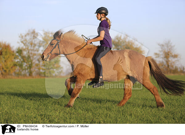 Islnder / Icelandic horse / PM-08434