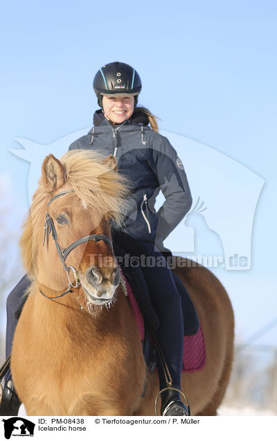 Islnder / Icelandic horse / PM-08438