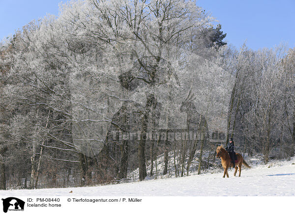 Islnder / Icelandic horse / PM-08440