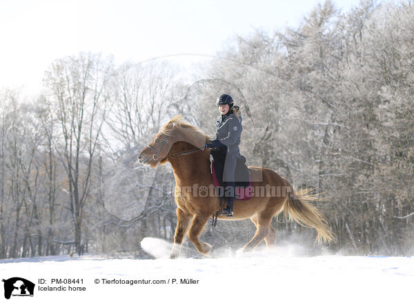 Islnder / Icelandic horse / PM-08441