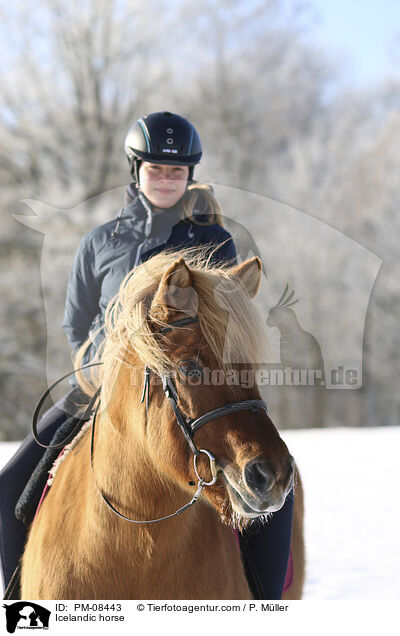 Islnder / Icelandic horse / PM-08443