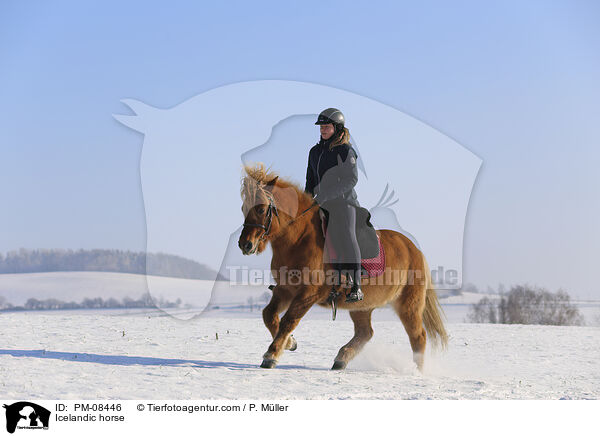 Islnder / Icelandic horse / PM-08446