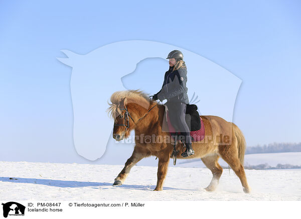 Islnder / Icelandic horse / PM-08447