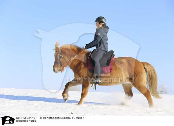 Islnder / Icelandic horse / PM-08448
