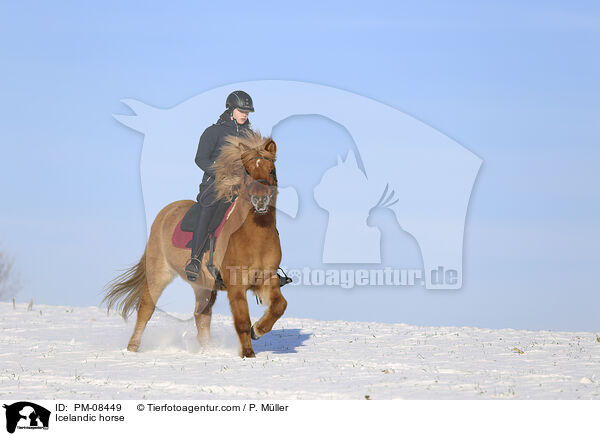 Islnder / Icelandic horse / PM-08449