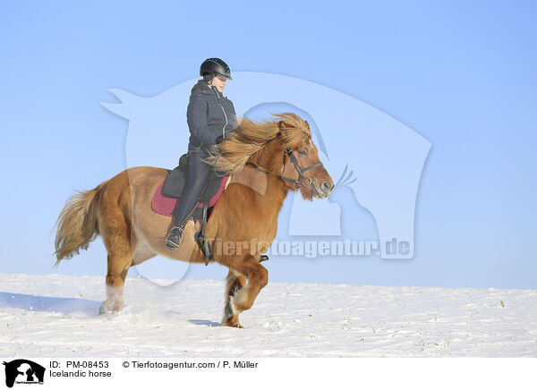 Islnder / Icelandic horse / PM-08453