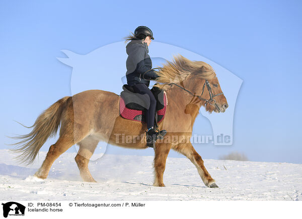 Islnder / Icelandic horse / PM-08454
