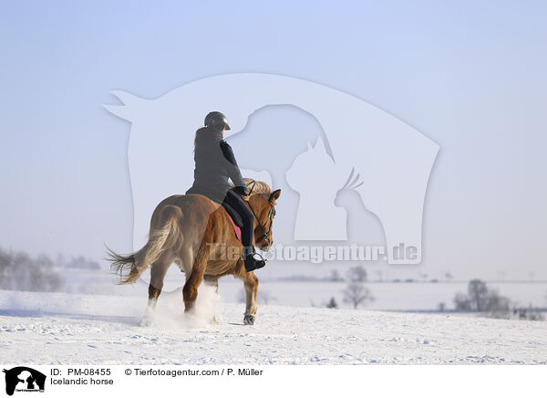 Islnder / Icelandic horse / PM-08455
