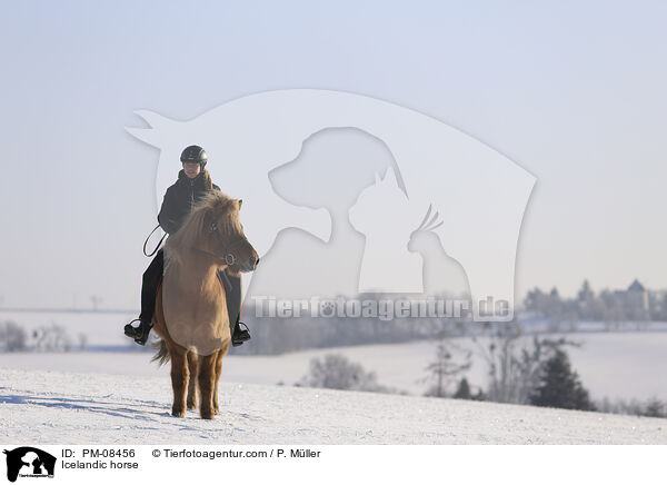 Islnder / Icelandic horse / PM-08456