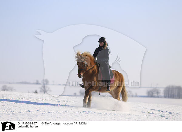 Islnder / Icelandic horse / PM-08457