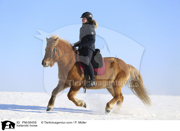 Islnder / Icelandic horse / PM-08459