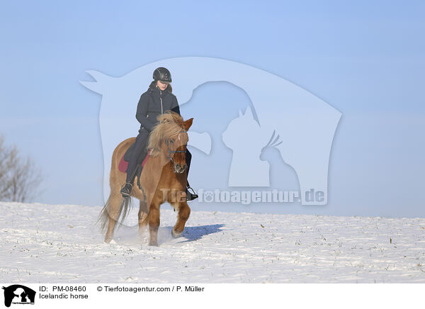 Islnder / Icelandic horse / PM-08460