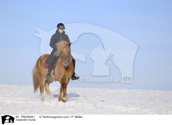 Islnder / Icelandic horse / PM-08461