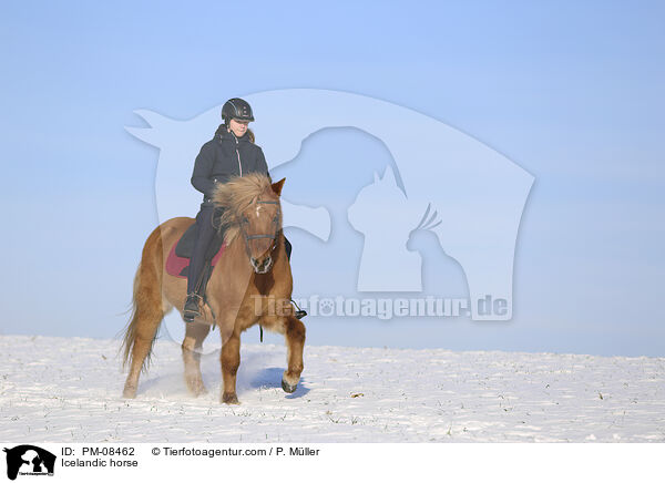 Islnder / Icelandic horse / PM-08462