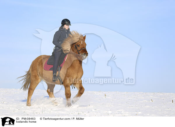 Islnder / Icelandic horse / PM-08463