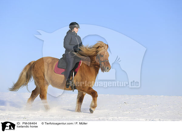 Islnder / Icelandic horse / PM-08464