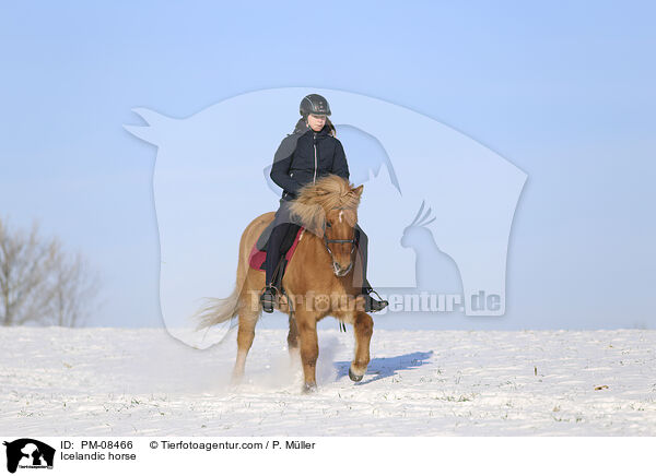 Islnder / Icelandic horse / PM-08466