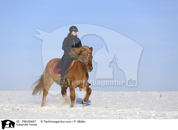 Islnder / Icelandic horse / PM-08467