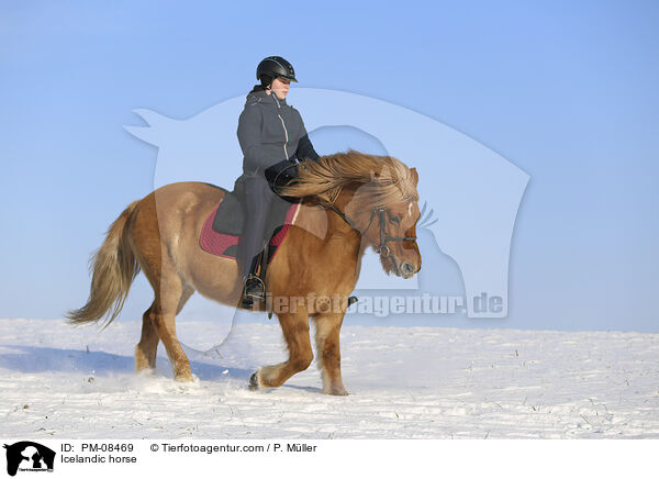 Islnder / Icelandic horse / PM-08469